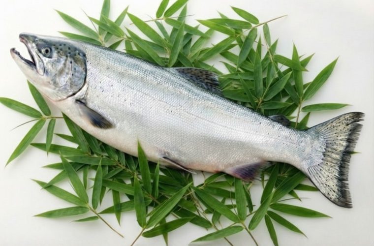 鮭の旬はいつ？種類ごとに変わる今一番美味しい産地と選び方をプロが