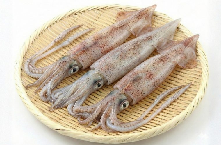 ヤリイカ