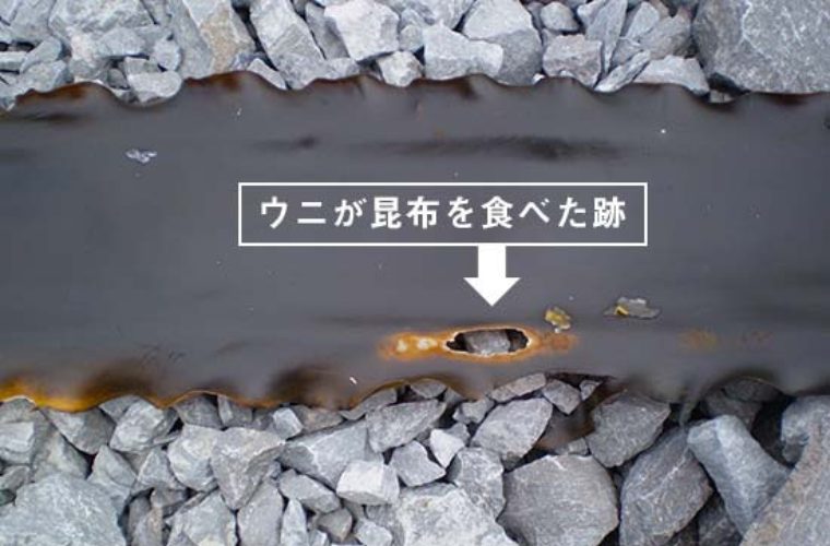 ウニが食べた跡がついた昆布
