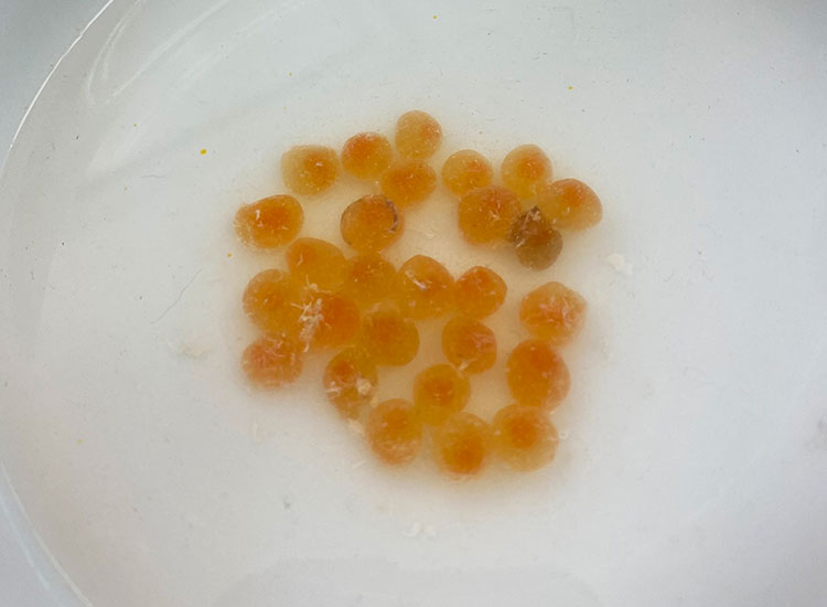 実食 偽物いくら の見分け方 本物との違いを解説します 北海道ぎょれん 産直ネットショップ 旬の海産物を産地直送かに ほたて 鮭 いくら お取り寄せギフト通販