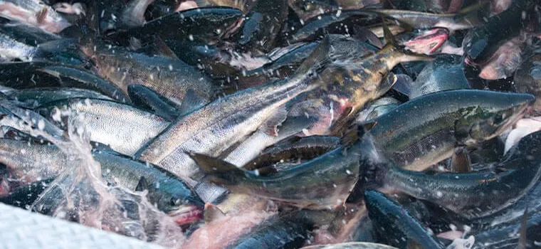 水揚げされる秋鮭