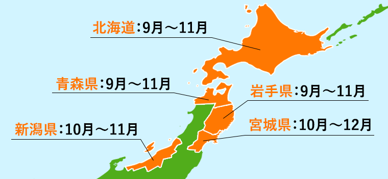 水揚げされる秋鮭