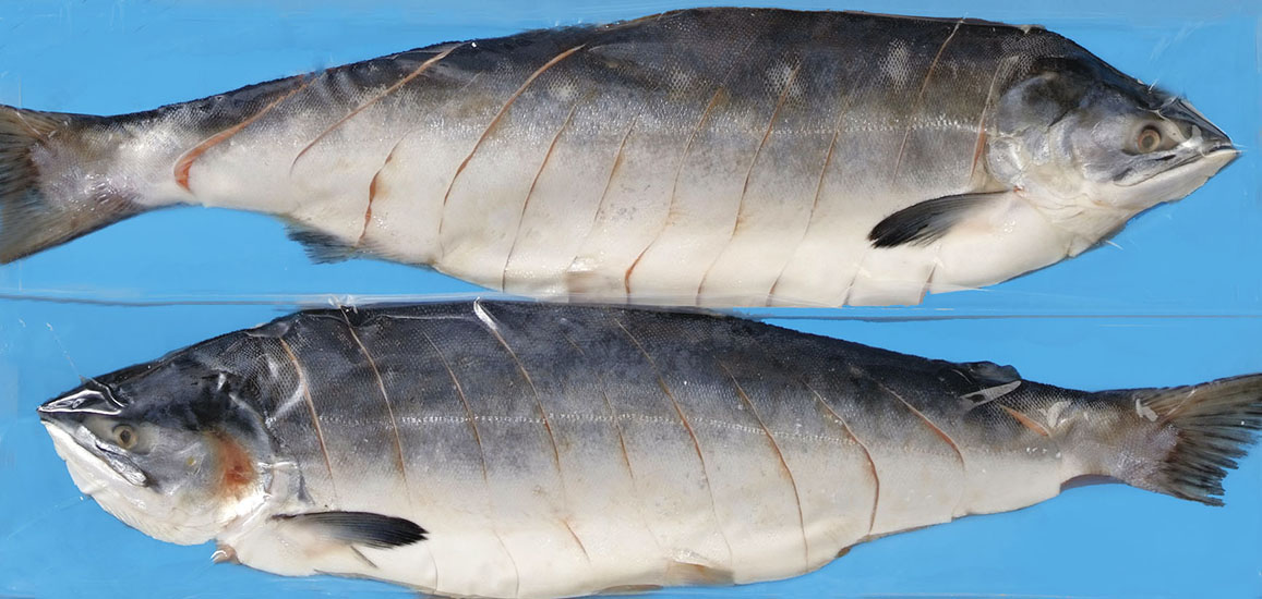 いくらってなんの卵 秋鮭いくらと鱒いくらの違いを教えます 北海道ぎょれん お取り寄せ 通販 旬の海産物を産地直送 かに ほたて いくら 鮭なら産直ネットショップへ