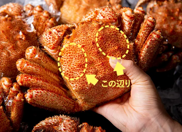 触るポイント
