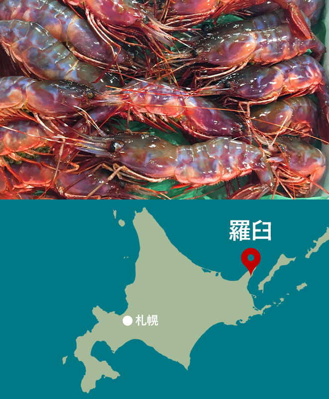 ブドウエビ 300g 中サイズ 北海道 羅臼産 刺身用 北海道ぎょれん 産直ネットショップ 旬 の海産物を産地直送かに ほたて 鮭 いくらお取り寄せギフト通販