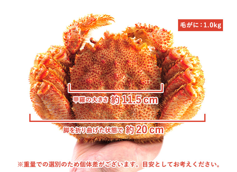 甲羅の幅約11.5cm・足を折り曲げた状態の幅約20cm