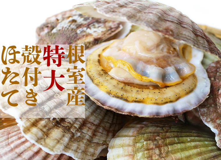 根室産特大殻付きほたて(10枚入)