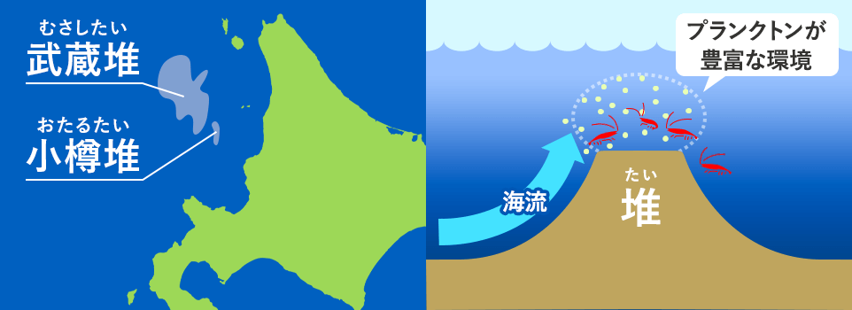北海道産 甘えび