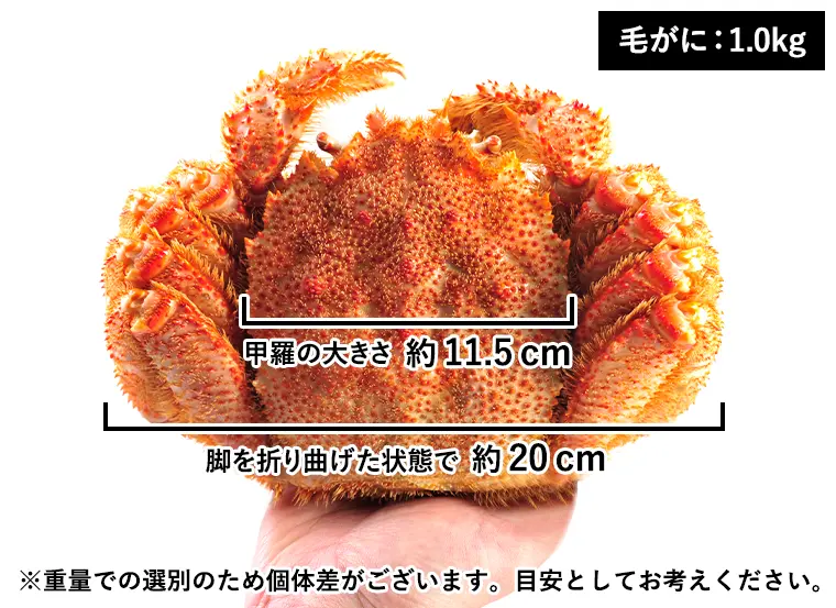 浜ゆで毛がに 1.0kg×1尾（毛がに：北海道オホーツク産・ボイル冷凍