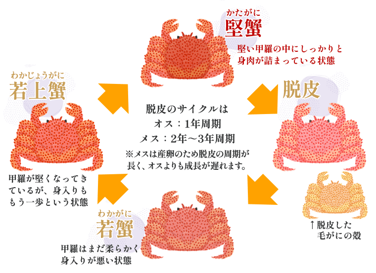 「堅がに」について