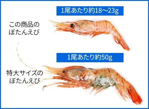 本商品のぼたんえびと特大ぼたんえびの比較