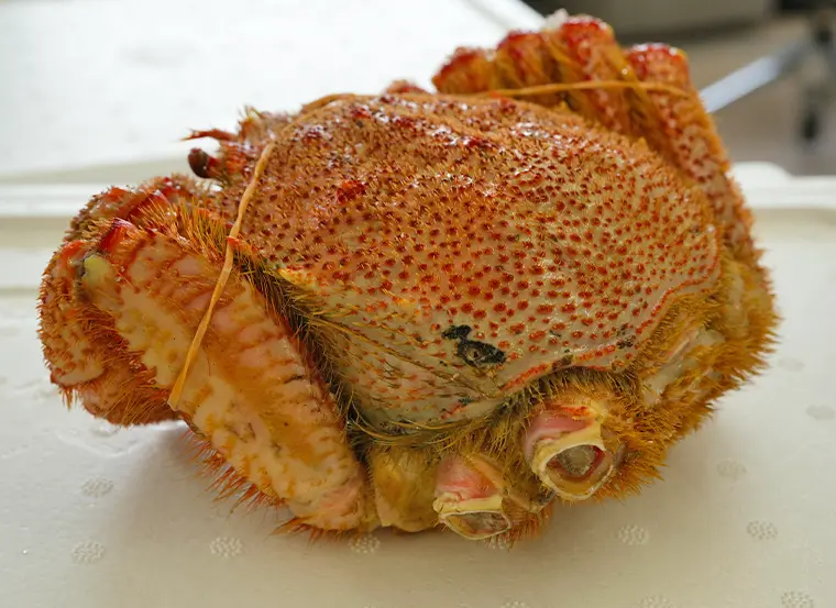 訳あり・お買い得】浜ゆで毛がに 4kg箱/440g前後×9尾（合計約4kg