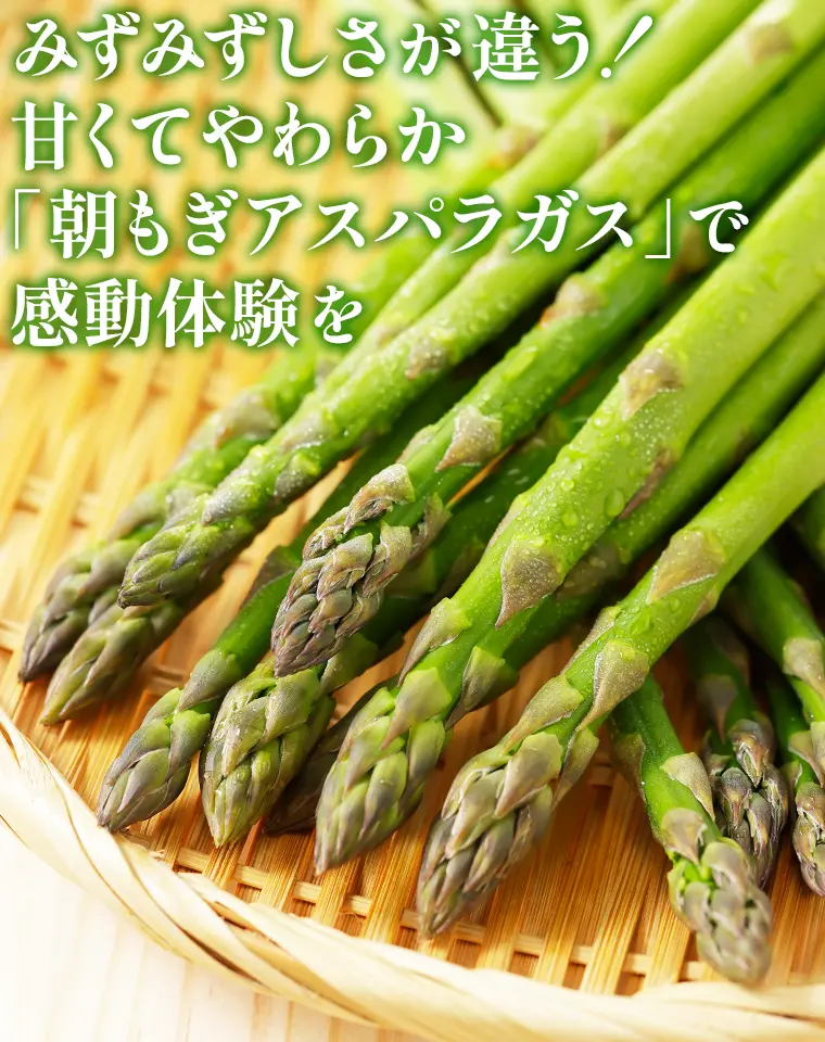 みずみずしさが違う！甘くてやわらか「朝もぎアスパラガス」で感動体験を