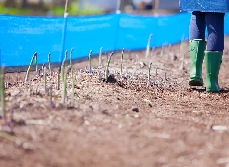 北海道産 露地グリーンアスパラガス 1.4kg｜【北海道ぎょれん｜お