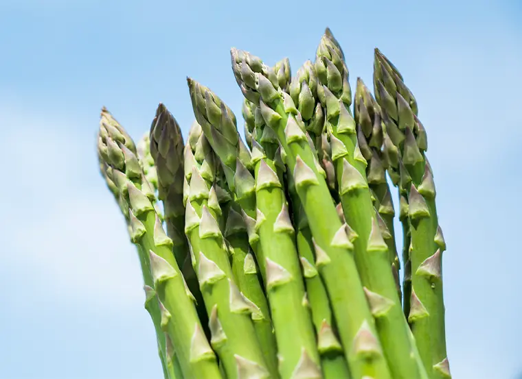 北海道産 露地グリーンアスパラガス 1.4kg｜【北海道ぎょれん｜お