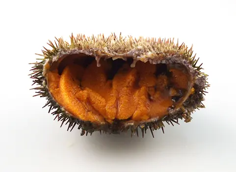 エゾバフンウニ