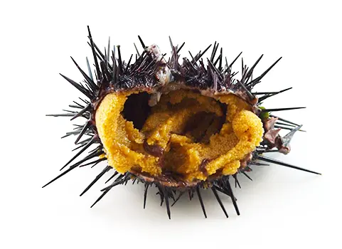 キタムラサキウニ