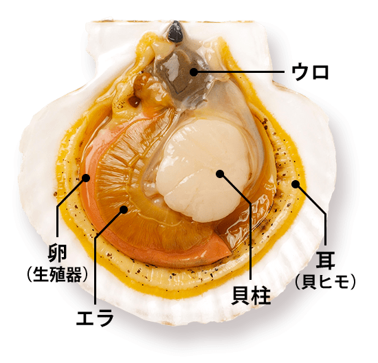 ボイルほたて 1kg Lサイズ 北海道 噴火湾産 北海道ぎょれん 産直ネットショップ 旬の海産物を産地直送かに ほたて 鮭 いくらお取り寄せギフト通販 ボイルほたて 1kg Lサイズ 北海道 噴火湾産 北海道ぎょれん 産直ネットショップ 旬の海産物を産地直送かに ほたて 鮭 いくらお取り寄せギフト通販