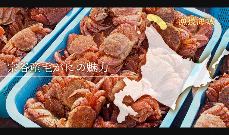 宗谷産毛がにの魅力